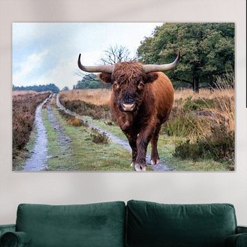 Scottish Highlander in Deeler Forest
