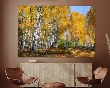 Heath landscape with autumn birch trees by Daniela Beyer