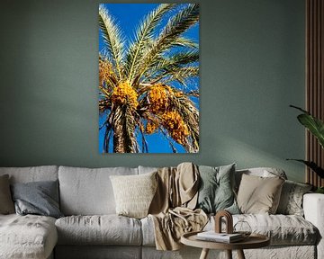 Date palm by Dieter Walther
