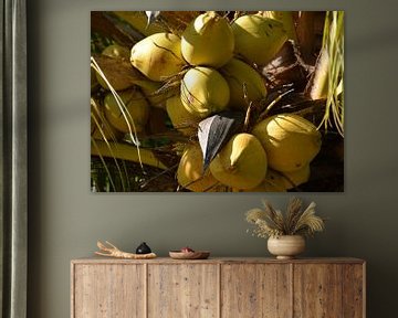 Coconuts 1 by Alex Neumayer