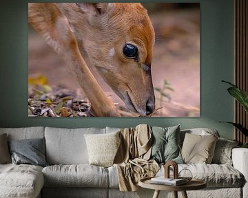 Impala