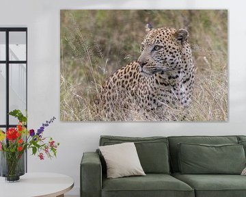 Leopard