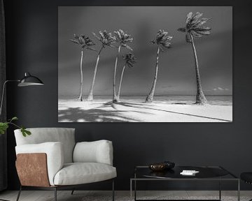 Plage avec palmiers en République dominicaine. Image en noir et blanc. sur Manfred Voss, Schwarz-weiss Fotografie