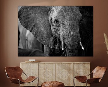 Elephant, Masai Mara, Kenya by Marco Verstraaten