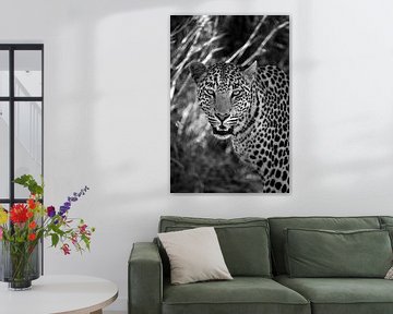 Cheetah, Namibia by Marco Verstraaten