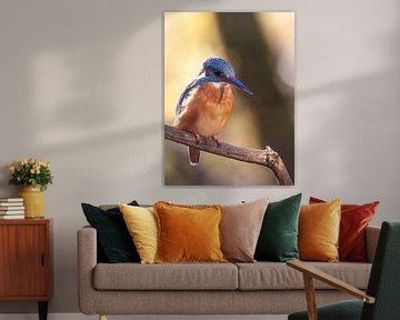 Kingfisher lady in sunlight by Christina Bauer Photos