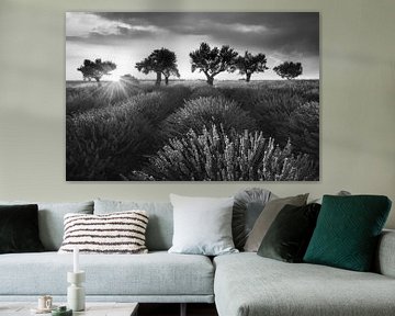 Champ de lavande avec lavande en Provence. Image en noir et blanc. sur Manfred Voss, Schwarz-weiss Fotografie