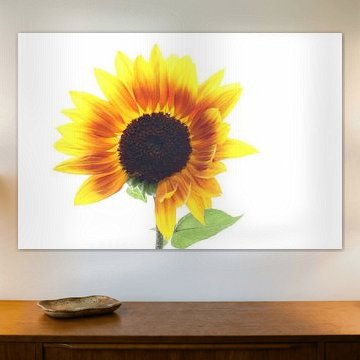 Sonnenblume in Flammen