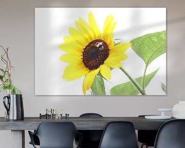 Sunflower in the light by JacQ