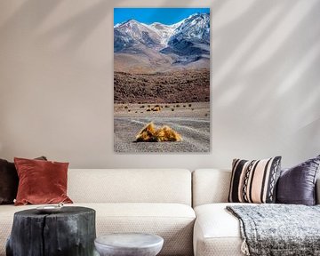 Steppe met Andesgras van Alex Neumayer