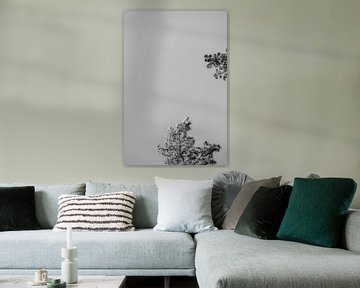 Naaldboom in de lucht zwart wit | Natuurfotografie, abstract van Merlijn Arina Photography