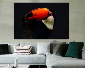 Toucan at dusk by Catalina Morales Gonzalez