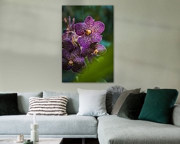 vanda deep purple orchidee van William van Dijk