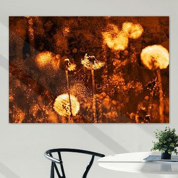 Kosmische paardenbloem