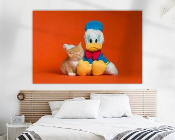 Chatons Donald Duck Cat Cat sur Patrick Reymer
