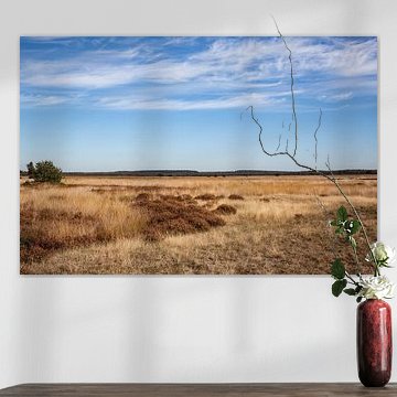 Landschaft De Hoge Veluwe 1 - Herbst in Hoenderloo