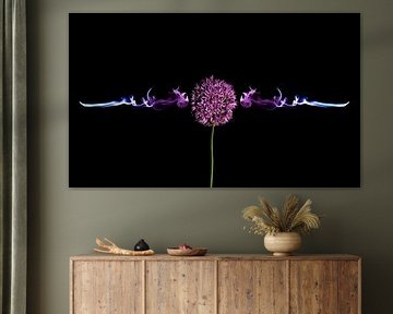 Allium Tribal
