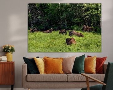 Wild bison on the Alaska Highway in Canada by Roland Brack