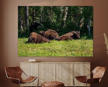 Wild bison on the Alaska Highway in Canada by Roland Brack