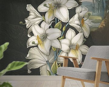 The White Lily, With Varigated-Leaves, Robert John Thornton