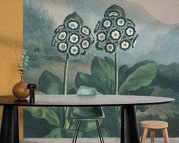 Eine Gruppe von Auriculas, Robert John Thornton