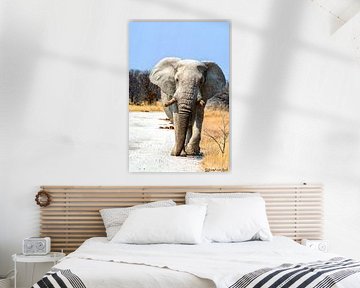 Elephant claims its territory.