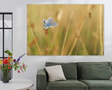 Ikarus blau. Schmetterling in seinem natürlichen Lebensraum von Martin Bredewold