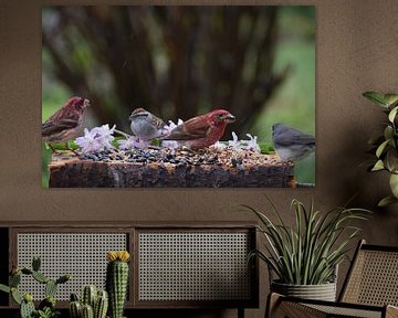 Birds at the feeder in the spring by Claude Laprise