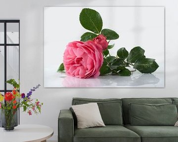 Roze roos met groene bladeren van Andrea Diepeveen