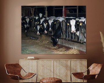 Koeien in de stal van P van Beek