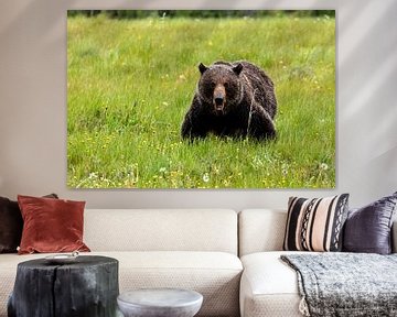 Wild grizzly in North America by Roland Brack