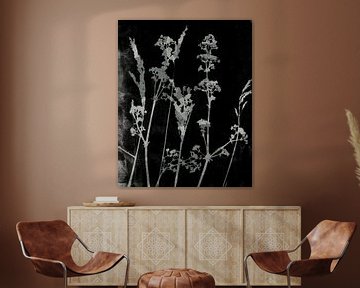 Sogni di fiori.  Fleurs, plantes et herbes rétro en noir et blanc sur Dina Dankers
