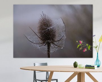 Distel met een web van druppels van FotoGraaG Hanneke