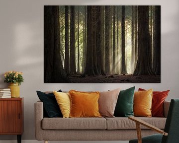 Sunbeams through the forest
