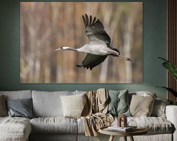 Kraanvogel vliegend over een veld met een bos op de achtergrond van Sjoerd van der Wal