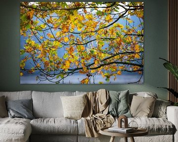 Feuilles de chêne aux couleurs de l'automne sur une branche contre un ciel bleu sur Fotografiecor .nl