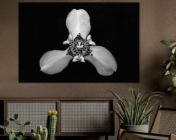 Orchideenblüte in schwarz-weiß | Naturfotografie von Denise Tiggelman