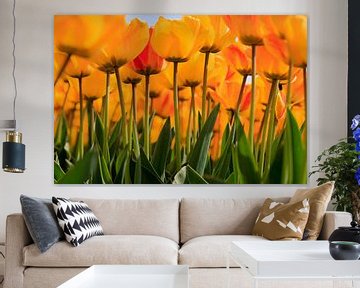 Tulips by gaps photography
