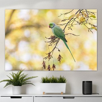 Collared Parakeet