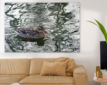 Duck swimming on the water by Jozef Poortmans