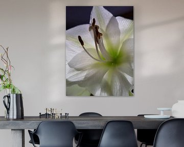 ,Witte amaryllis " van iris de vos