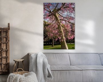 Floret silk tree in bloom by Dieter Walther