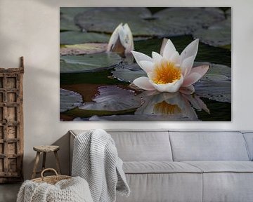 Water Lily by Anne Ponsen