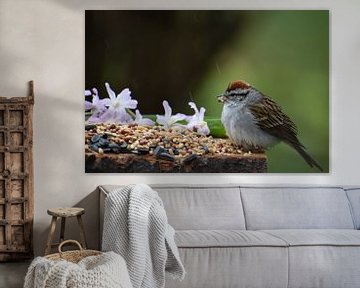 A sparrow at the garden feeder by Claude Laprise