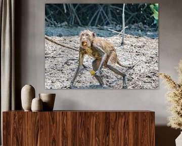 Un macaque surpris sur Barbara Riedel