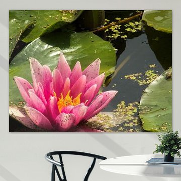 Waterlilly by Dirk Aerts