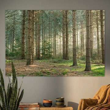 Beams of light in the forest with moss