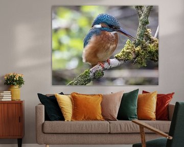 Kingfisher on a branch by Christina Bauer Photos