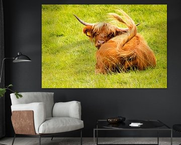 Scottish highland cattle by Dieter Walther