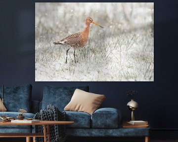 Black-tailed godwit (limosa limosa) during a snow shower in a meadow in Friesland, the Netherlands by Marcel van Kammen